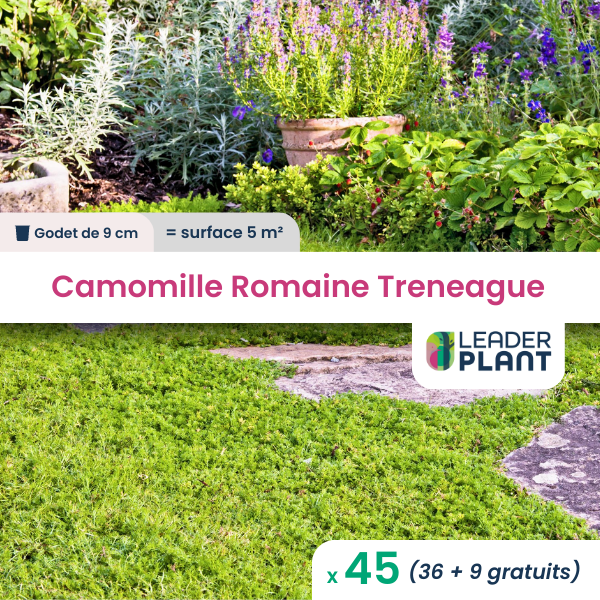 45 x camomille romaine treneague en godet