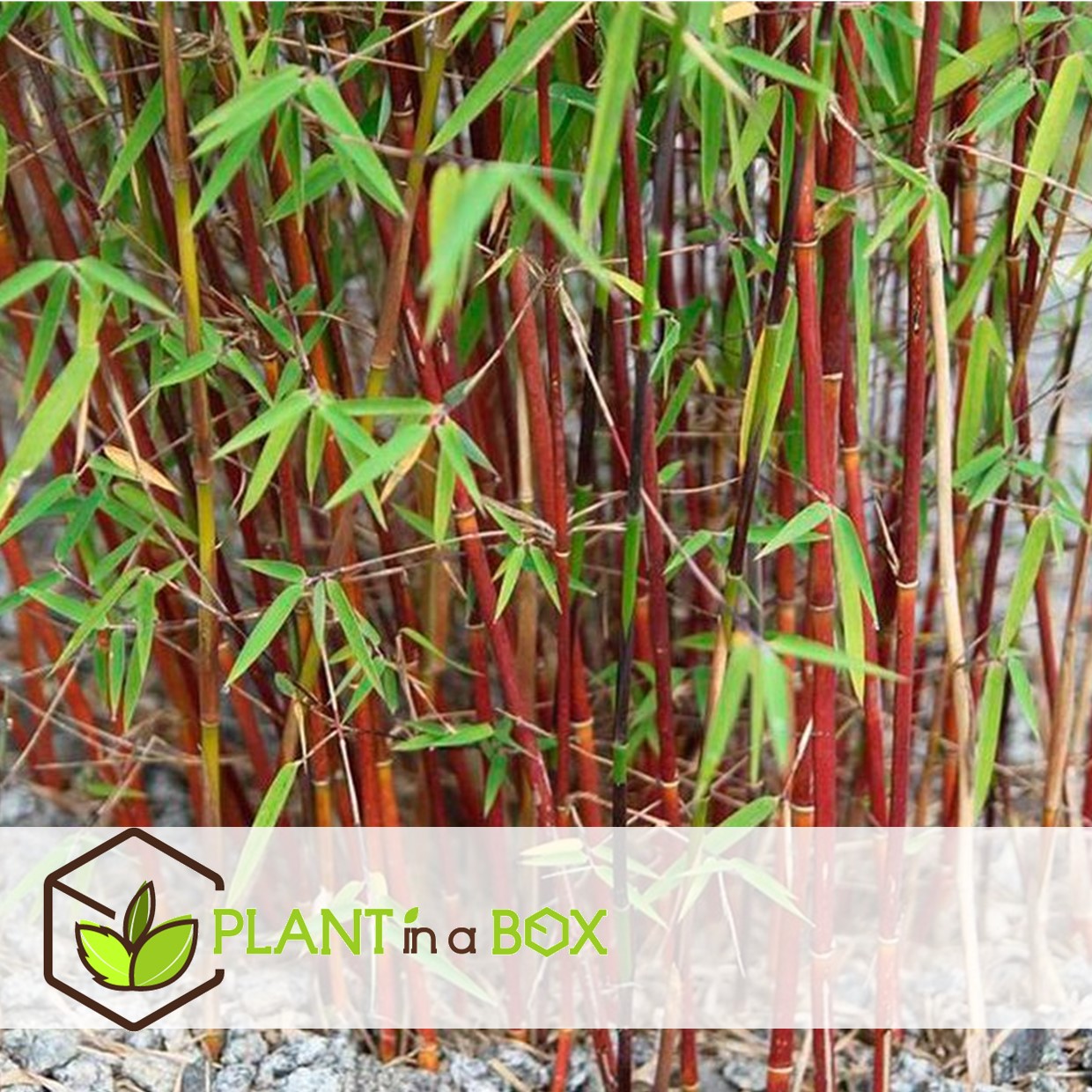 6 fargesia red dragon - bambou rouge et non invasif - pot 17cm - hauteur 60-80cm