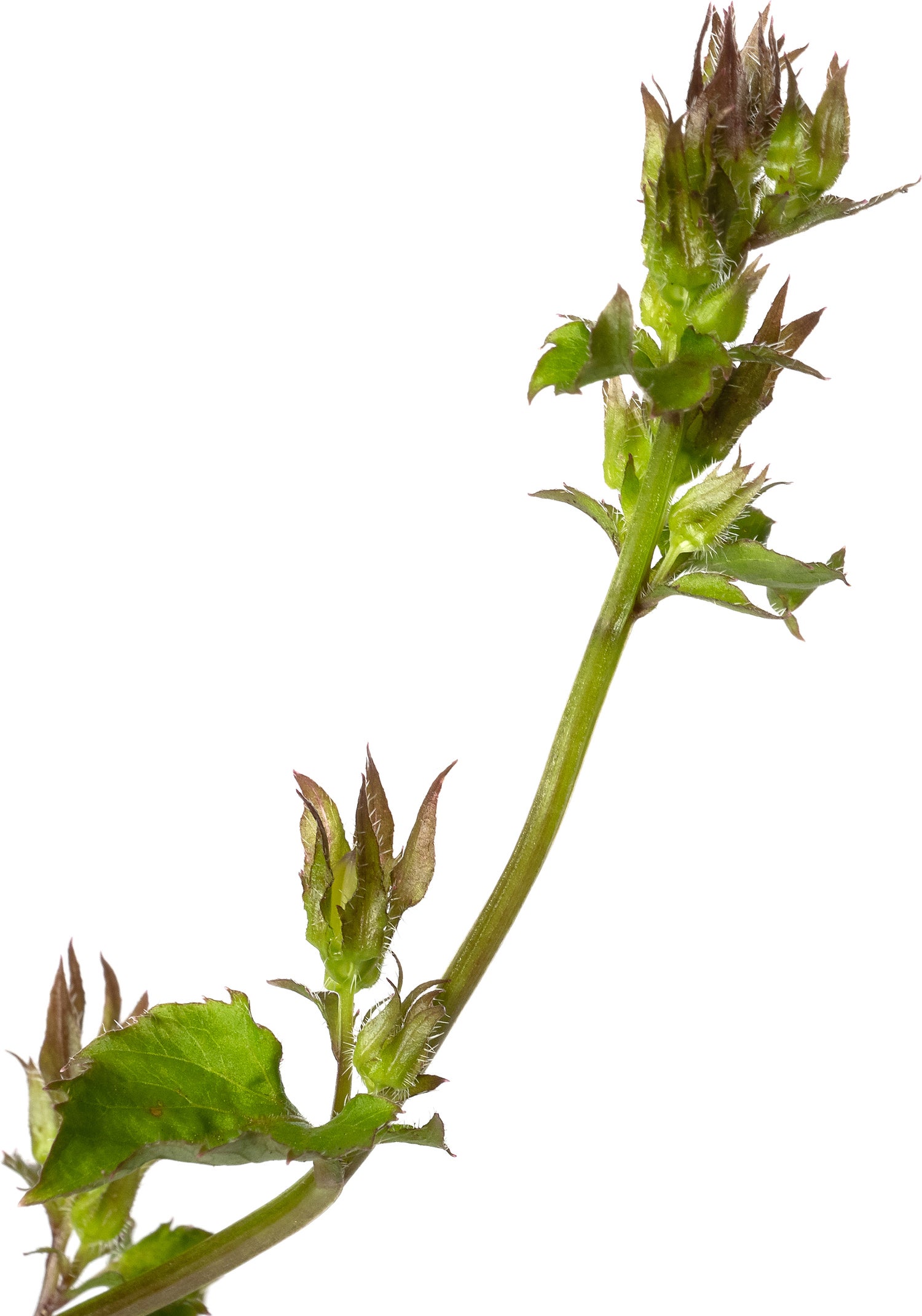 Campanula (Campanula portenschlagiana) D 9 H 10 cm