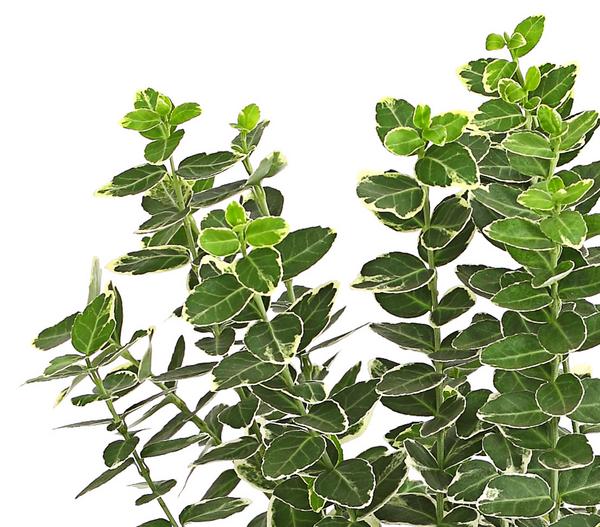 Spindelstrauch 'Emerald Gaiety'
