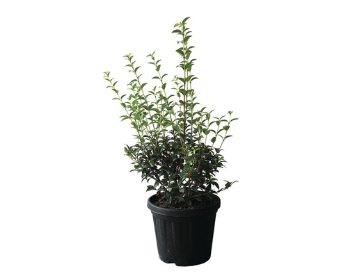 Lente Geurende Bloem FloraSelf Osmanthus burkwoodii H 60-80 cm Co 9 L