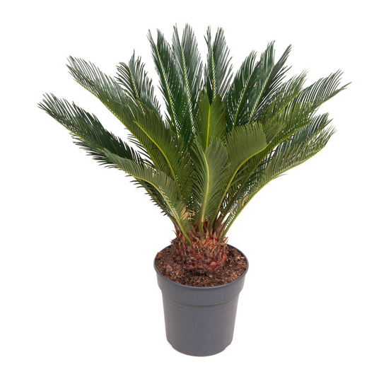 Cycas revoluta : H80 cm circonférence du tronc 12/14 cm pot D24 cm