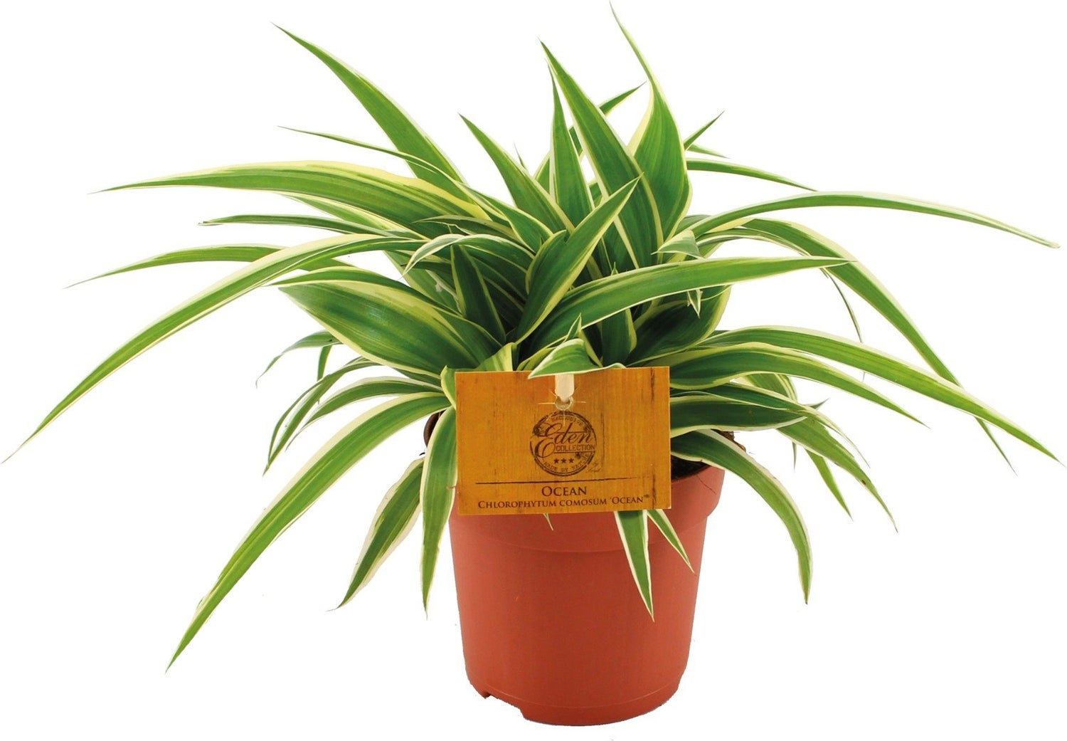 Graslelie (Chlorophytum comosum 'Ocean') D 10;5 H 15 cm