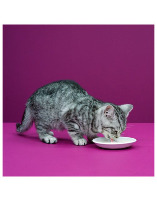 Whiskas Catmilk 3-Pack - Kattensnack - Melk 3x200 ml