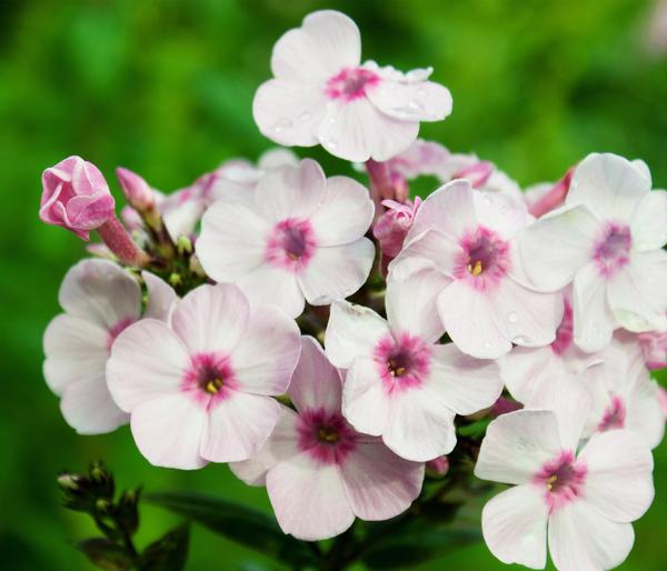 Stauden-Phlox, verschiedene Sorten