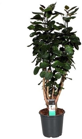 Aralia (Polyscias 'Fabian') D 21 H 90 cm