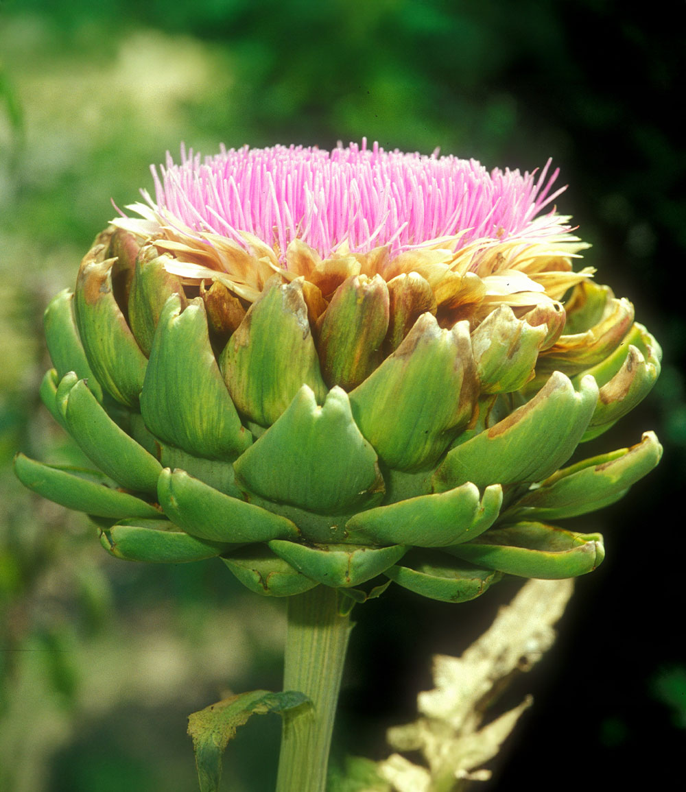 Artischocke 'Imperial Star'