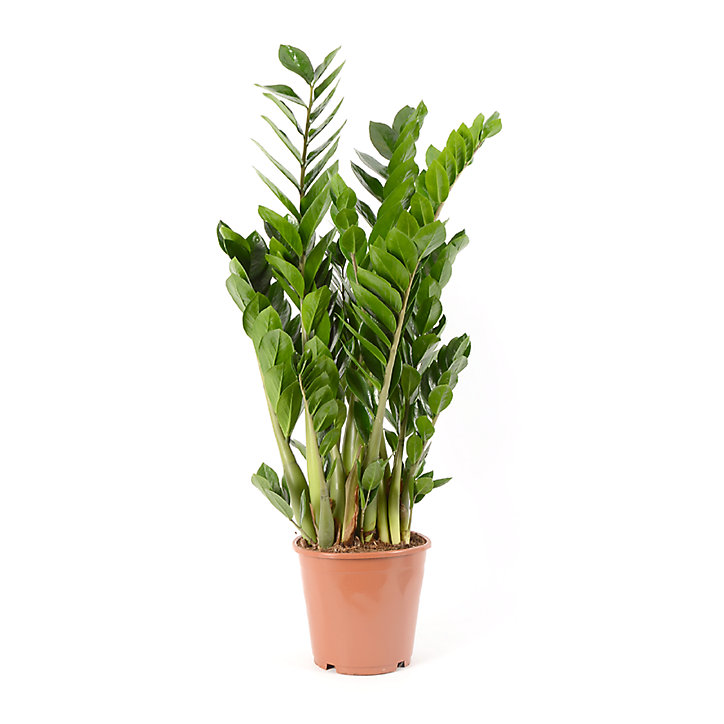Plante en pot Zamioculas ZZ - 21 cm