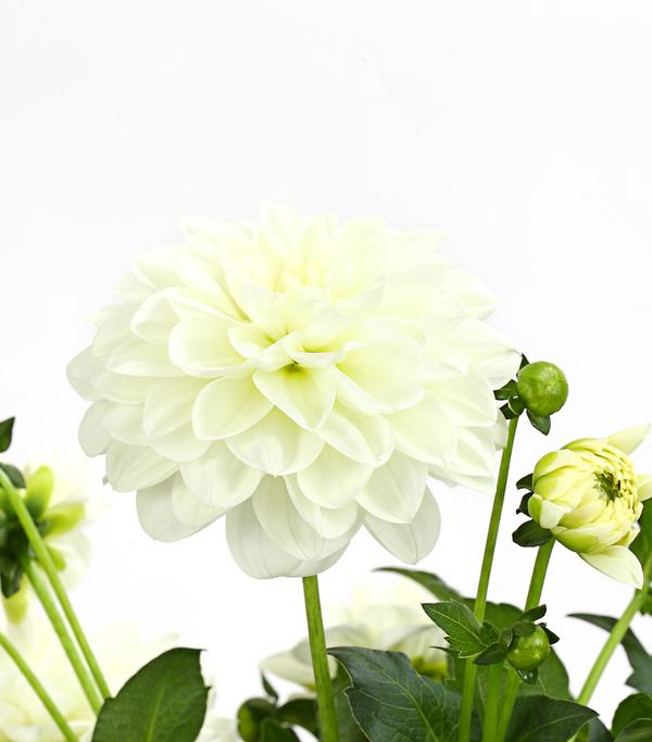 Dahlie, verschiedene Farben