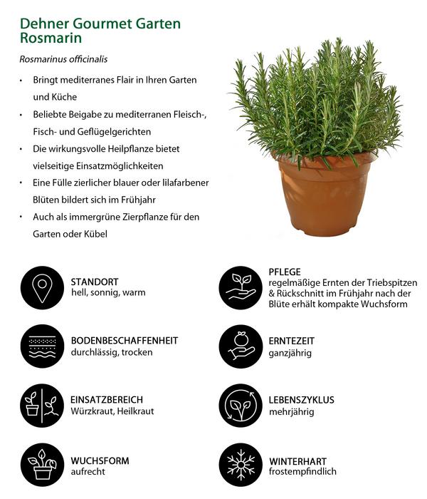 Dehner Gourmet Garten Rosmarin