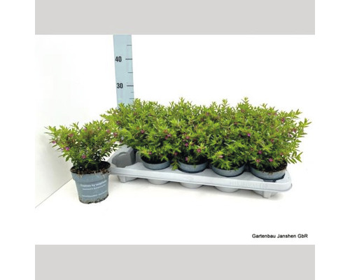 Japanse valse mirte Cuphea hyssopifolia Ø 11 cm pot