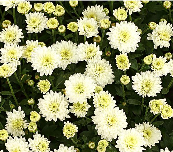 Herbst-Chrysantheme