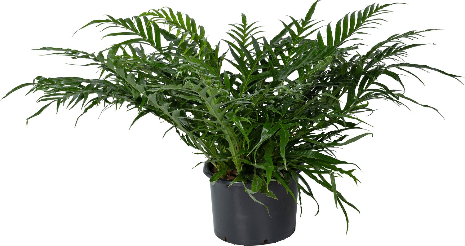 Slangenblad (Aglaomorpha coronans 'Jim') D 37 H 80 cm