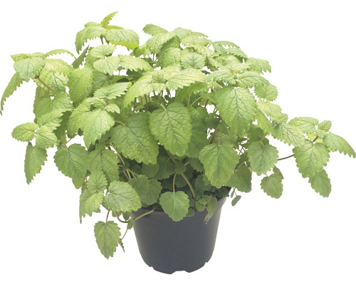 Citroenmelisse FloraSelf Melissa officinales 'Relax' Ø 12 cm pot