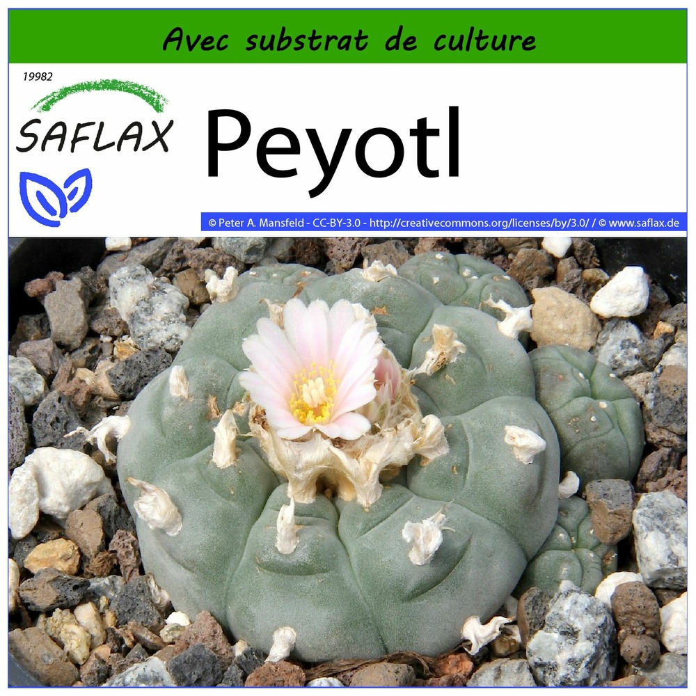 Peyotl - 20 graines - avec substrat - lophophora williamsii