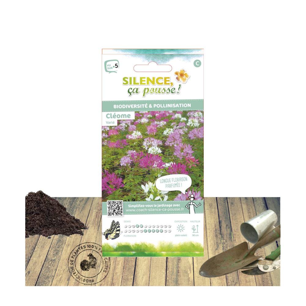 Graines de cléome varié/cleome spinosa[-]sachet de 2 gr.
