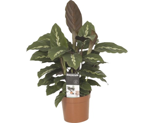 Mand Maranthe FloraSelf Calathea Cultivars 'Mauiqueen' H 35-45 cm Ø 12 cm pot