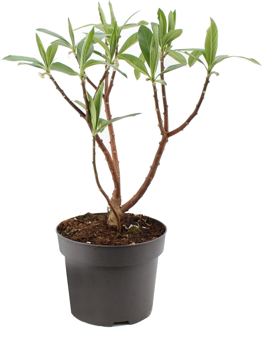 Papierstruik (Edgeworthia chrysantha 'Grandiflora') D 29 H 60 cm