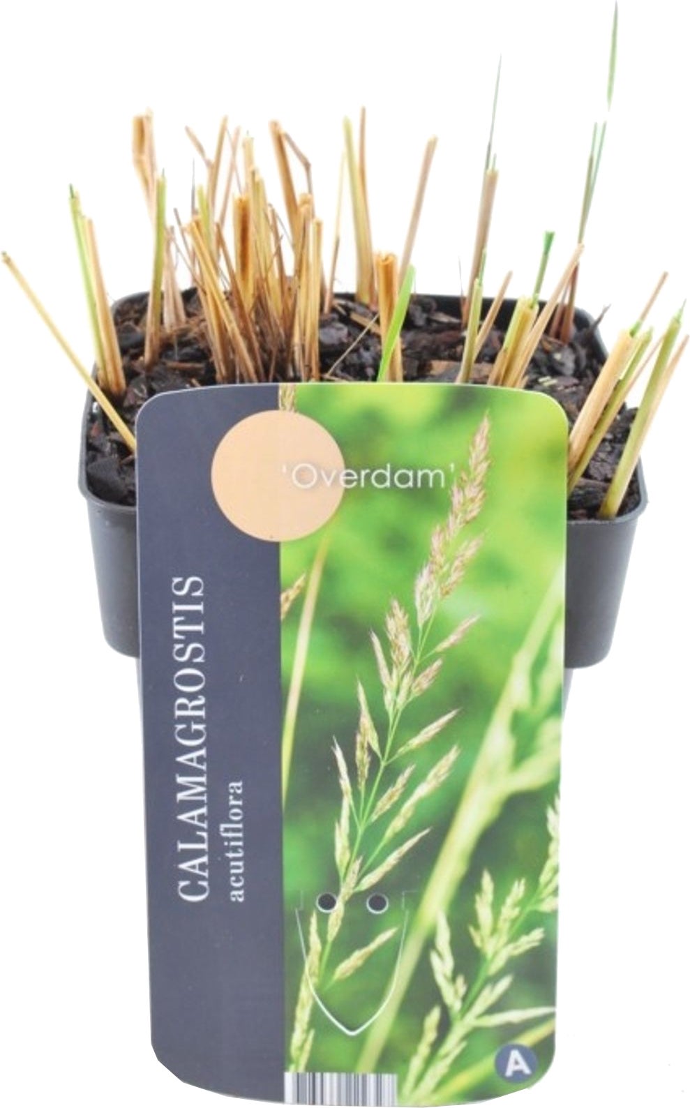 Struisriet (Calamagrostis acutiflora 'Overdam') D 17 H 10 cm