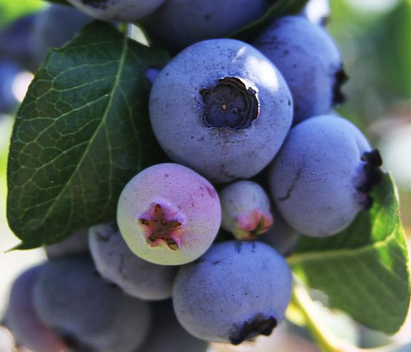 Bio Heidelbeere 'Little Blue Wonder'