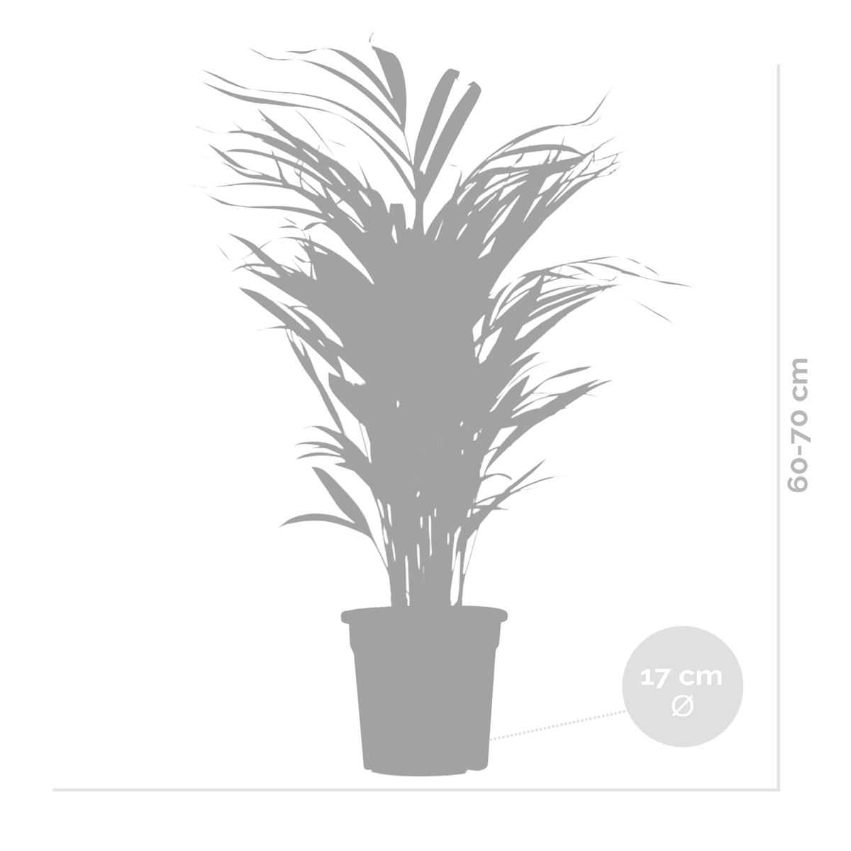 Dypsis lutescens - golden palm - plante d'intérieur - entretien facile - ⌀17 cm - ↕60-70 cm