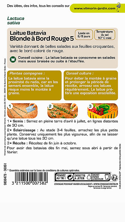 Graines de Laitue Batavia Blonde à Bord Rouge Vilmorin