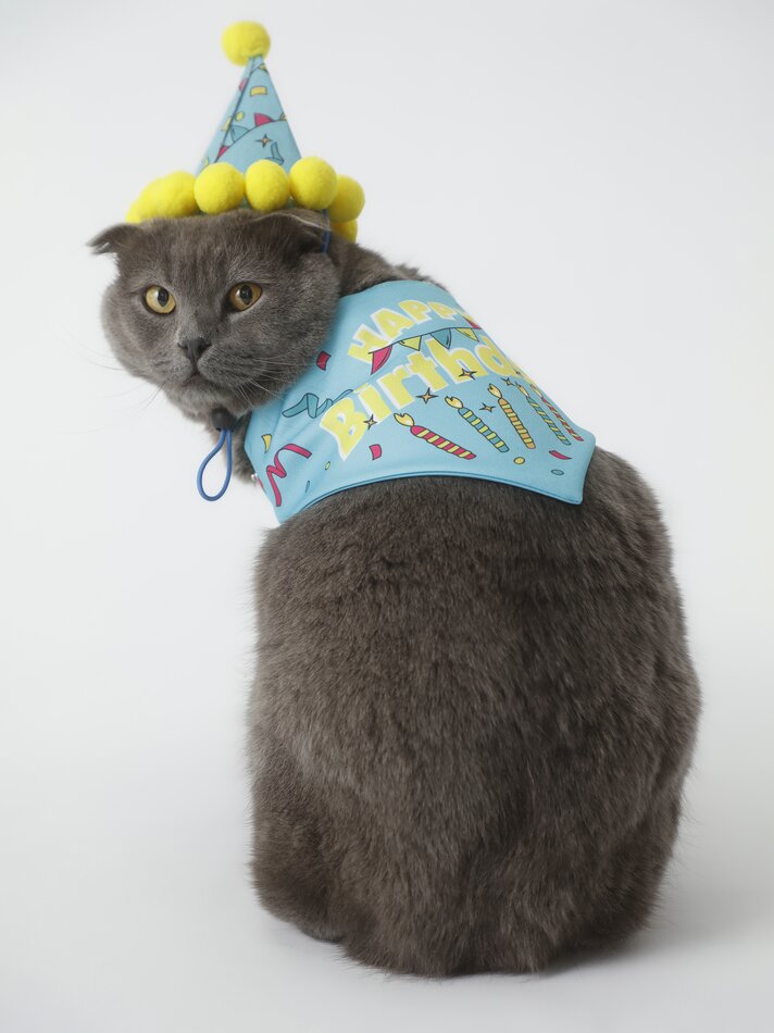 Conjunto de chapéu e bandana para aniversário de animais de estimação - Azul