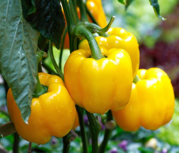 Dehner Premium Samen Block-Paprika 'Fiësta