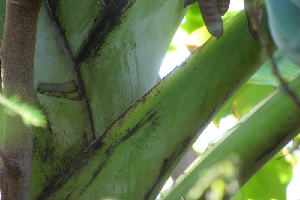 Banane plantain - 10 graines - musa x paradisiaca