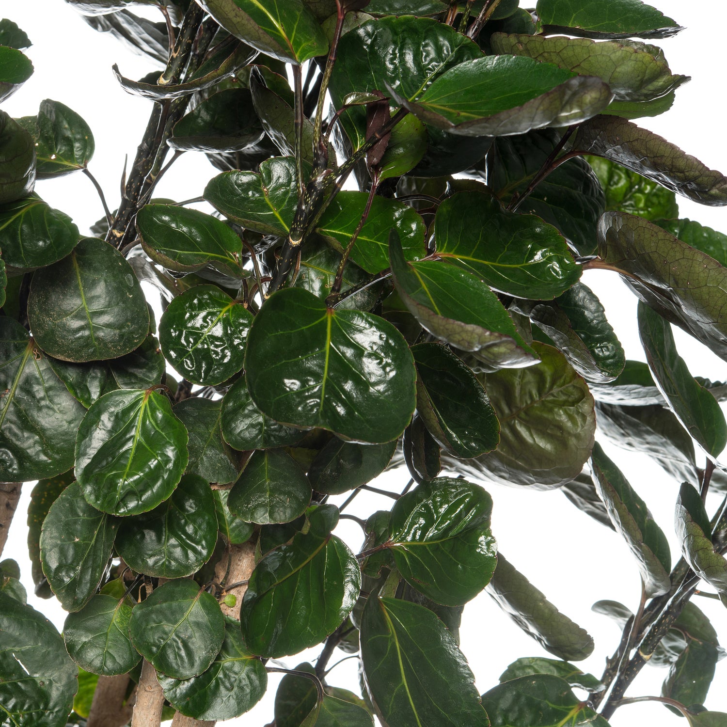 Aralia (Polyscias 'Fabian') D 27 H 150 cm
