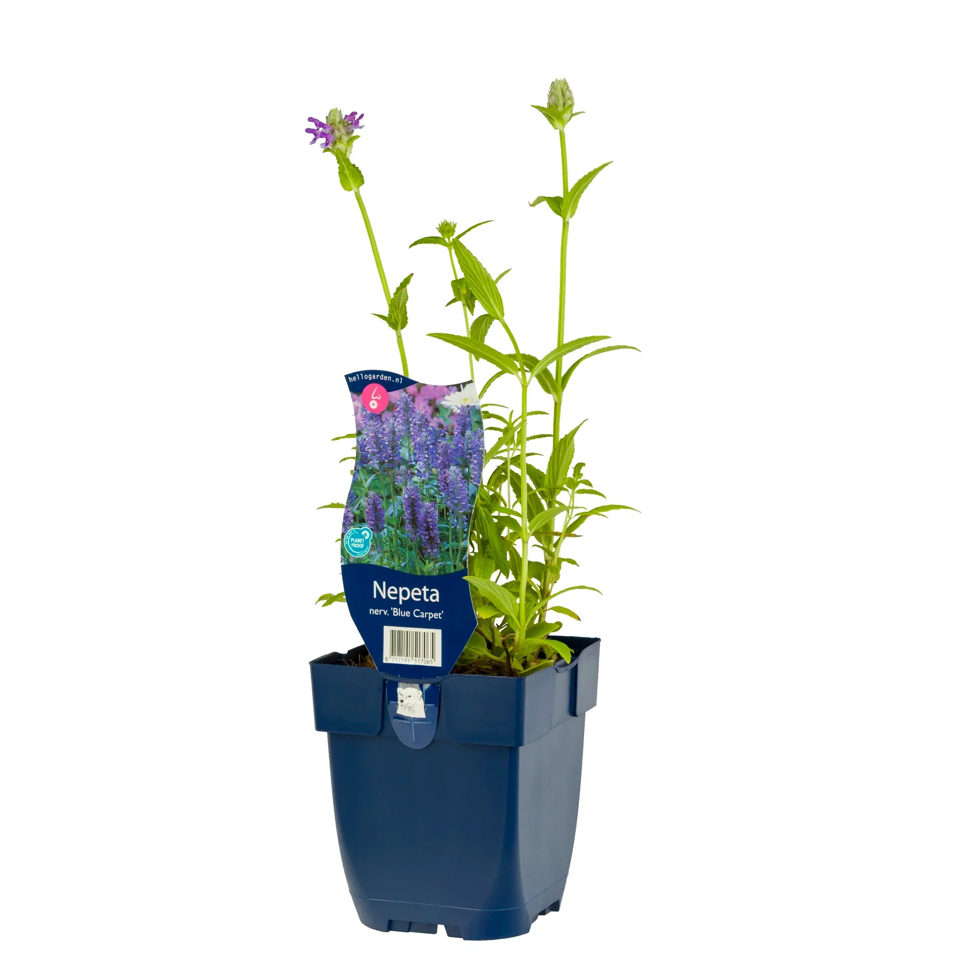 Nepeta nervosa 'Blue Carpet' Akskattemynte 'Blue Carpet' Ø11 cm
