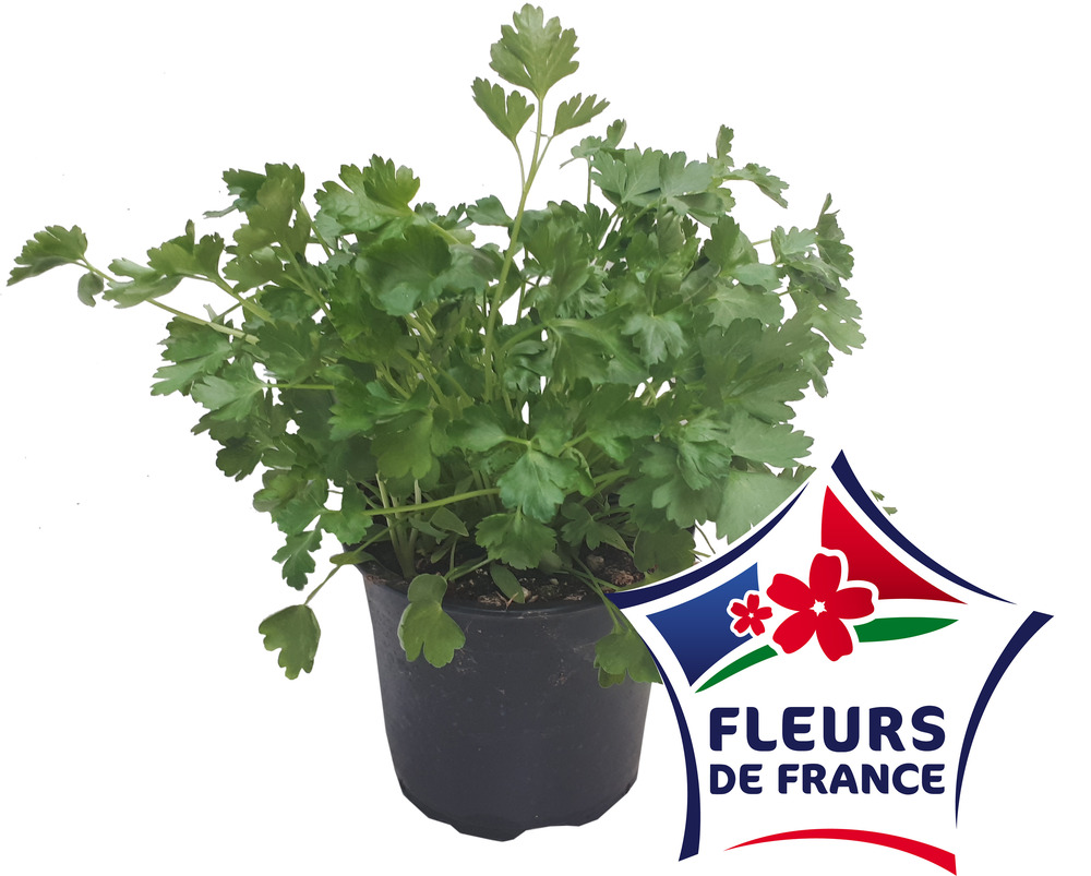 Persil plat pot 14 cm