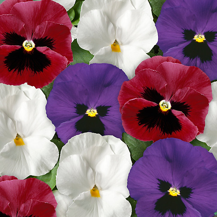 Pensée Cool Britania lot de 6 pots