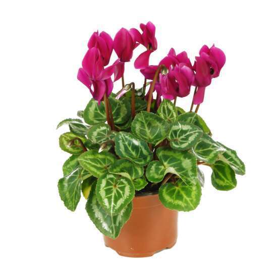 Mini cyclamen : pot D.11cm - Coloris variables