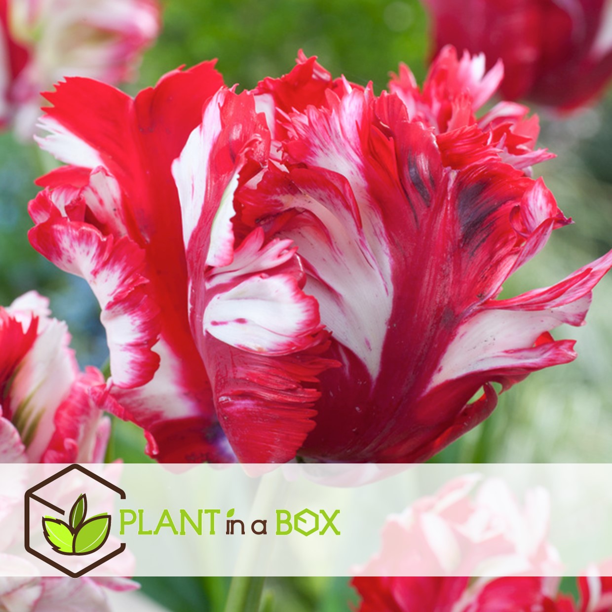 Tulipa estella rijnveld - 21x bulbes de tulipes - bulbes de fleurs résistantes