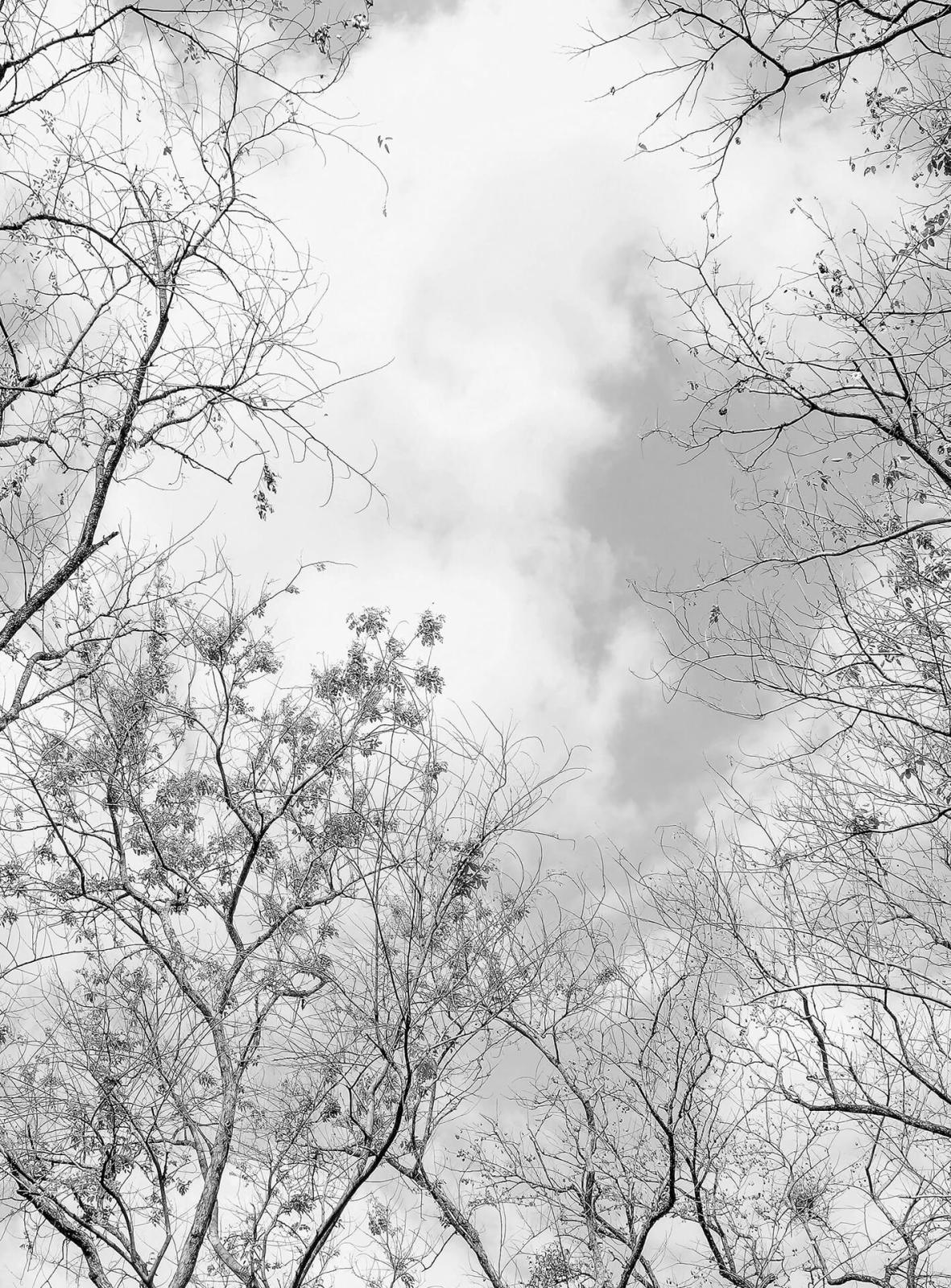 Fototapete DESIGNWALLS 2.0 - grau-weiß - Wald - 2,6 Meter