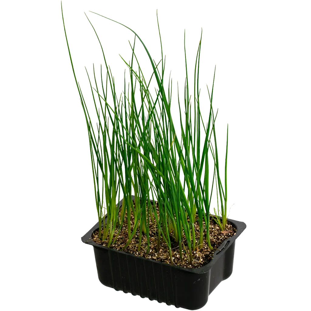 Leek 'Prelina' box 14 cm Purre 'Prelina' Ø14 cm