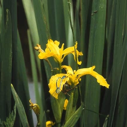 Gele lis (Iris pseudacorus) D 9 H 10 cm