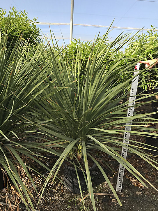 Plante dracanea indivisa h.80-100cm 15L