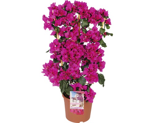 Bougainvillea 'Sanderiana' leivorm, FloraSelf, totale hoogte ca. 100 cm, pot Ø 23 cm, paars