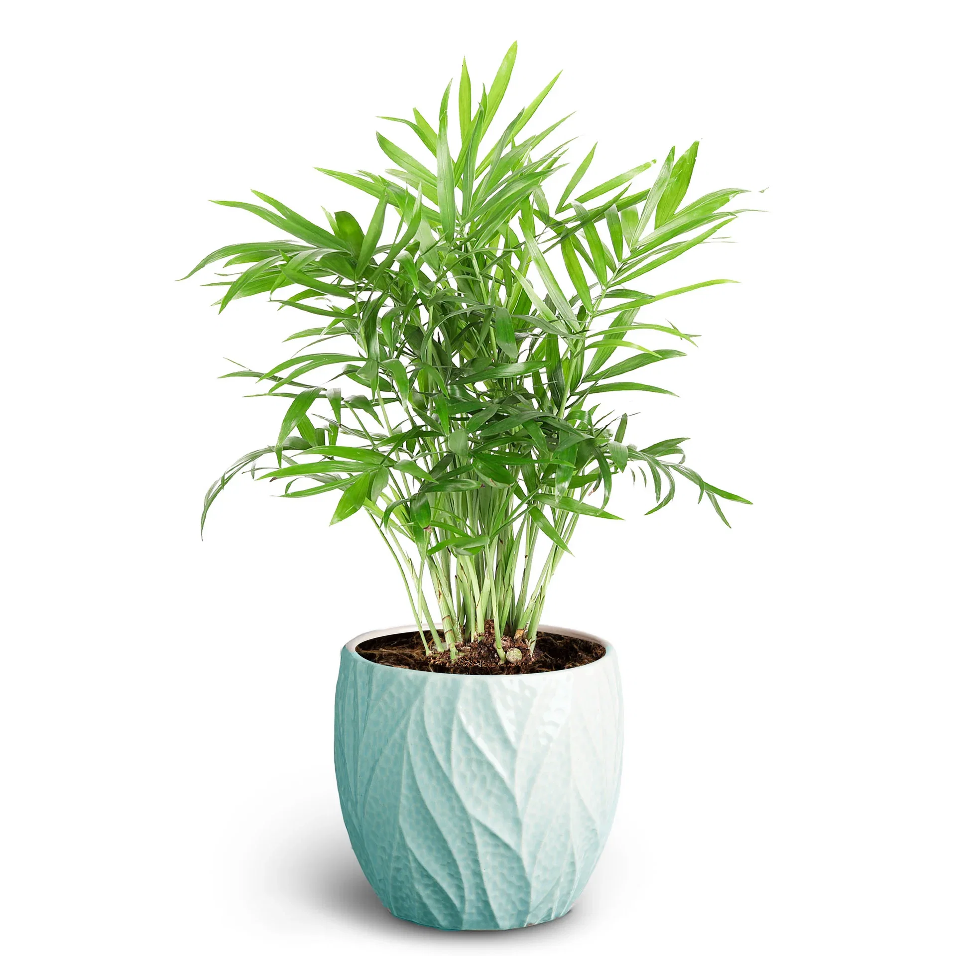 Green in Deco Pot 9 cm Grønne planter i potter Høyde 30 cm