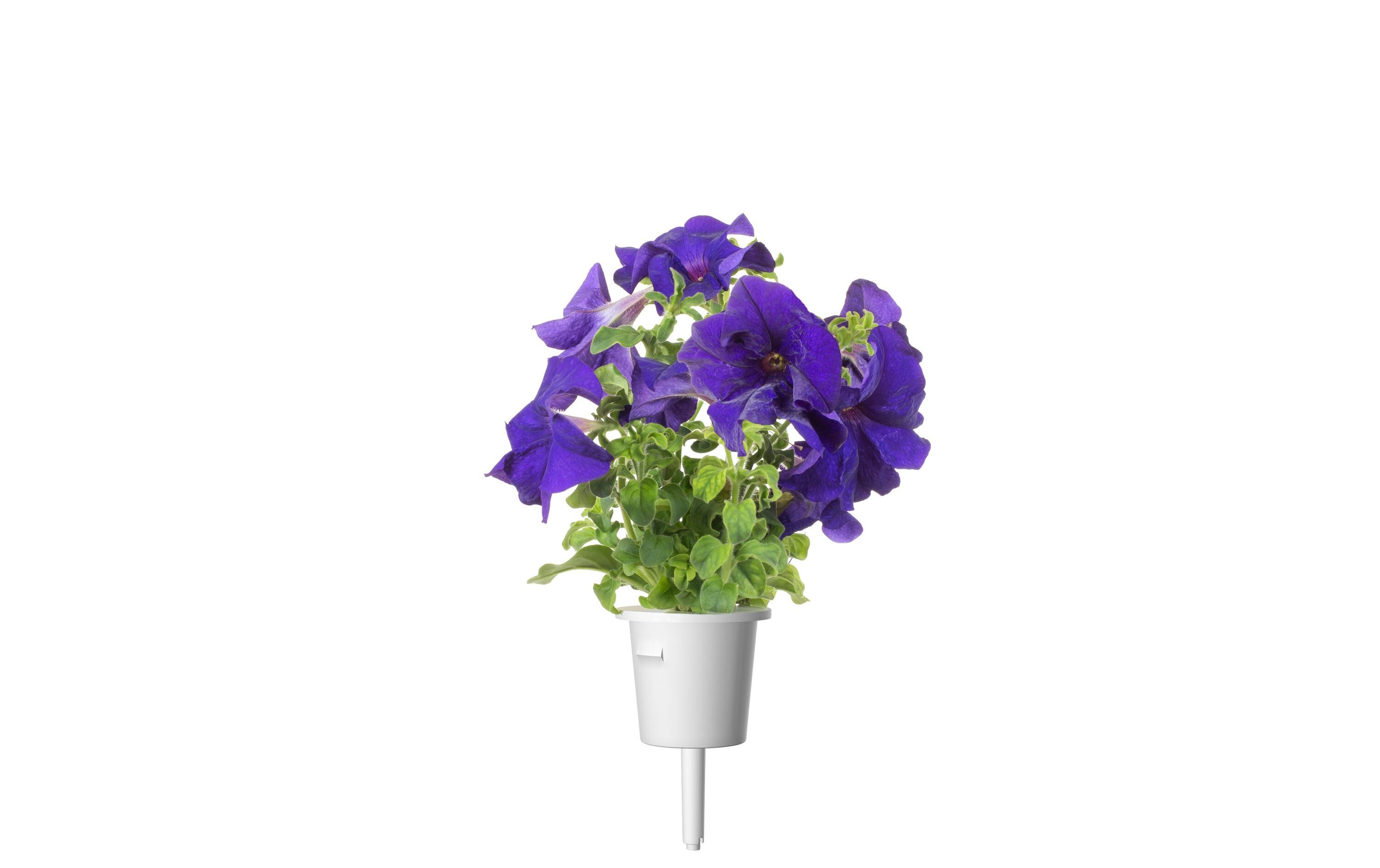 Saatgut Blaue Petunie 3er-PackNachfüllpackung zum Smart Garden