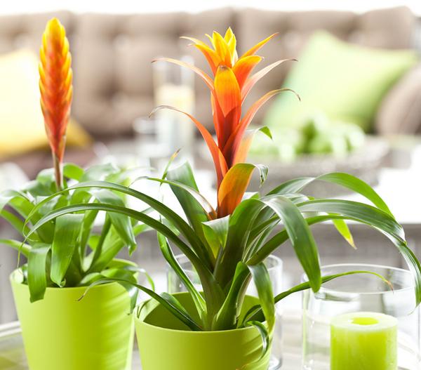 Vriesea - Bromelia cultivars, verschiedene