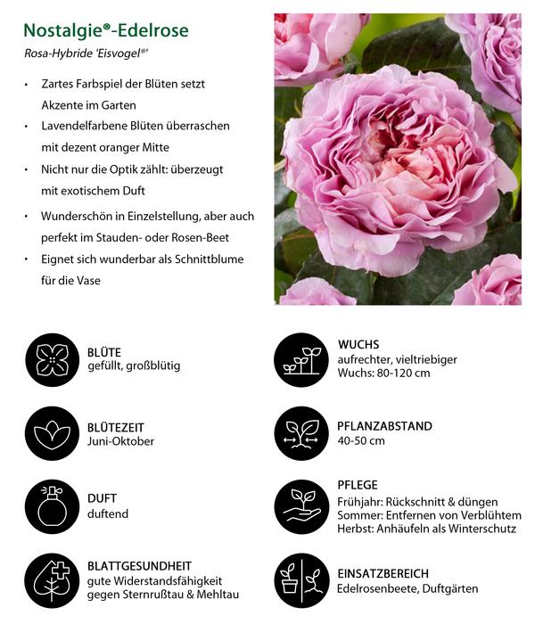 Nostalgie®-Edelrose 'Eisvogel®'