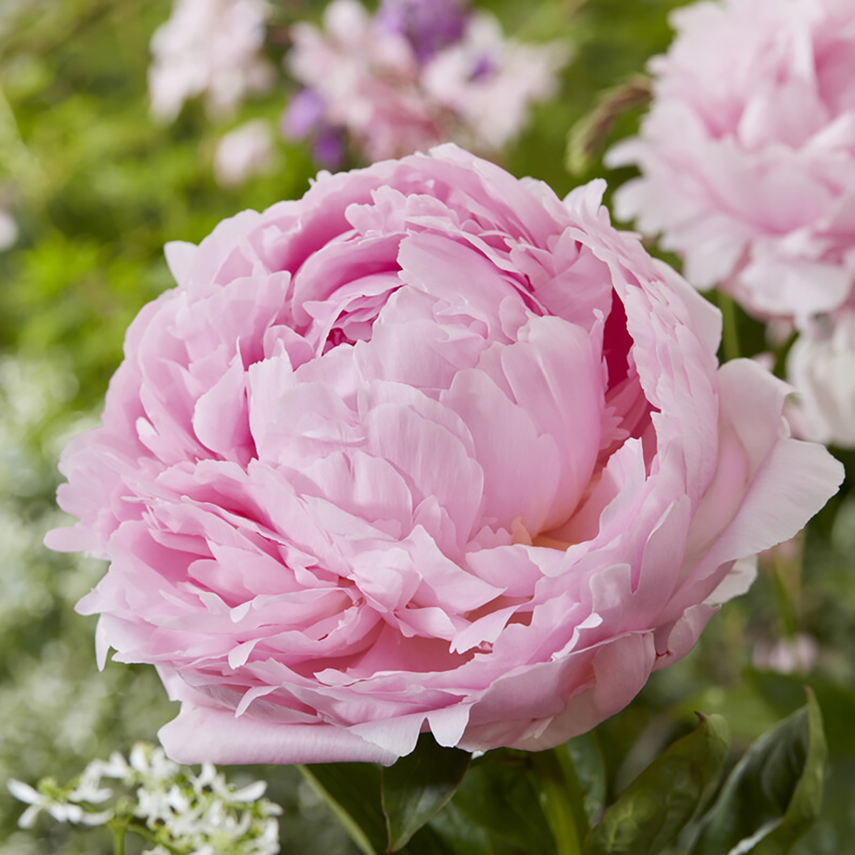 3x paeonia mix – pivoine – arbuste – rustique – ⌀09 cm - ↕15-20 cm