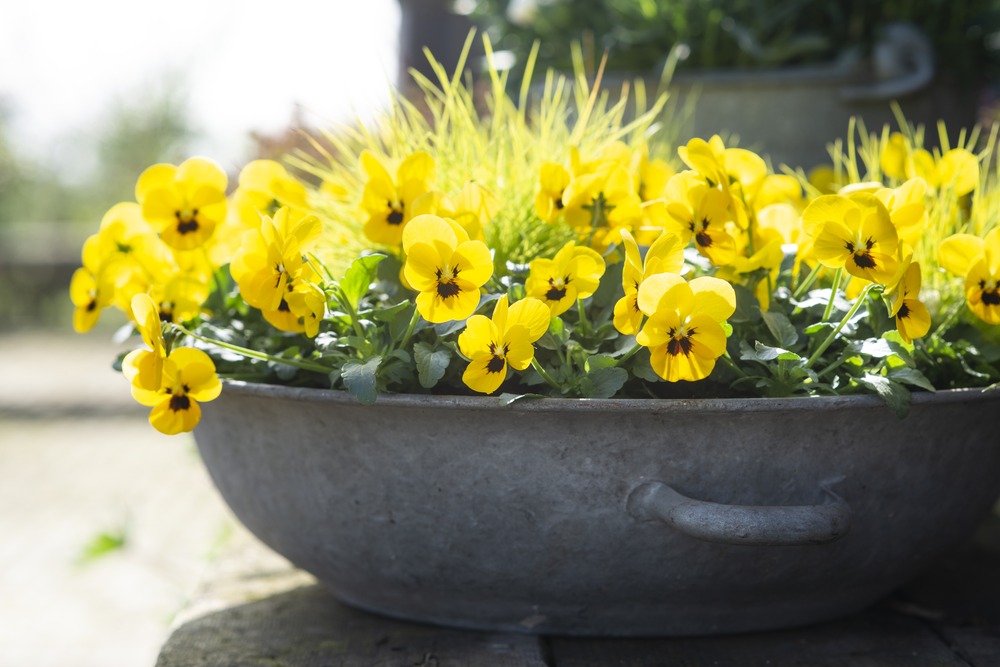 Plant de viola cornuta pot 10,5 cm
