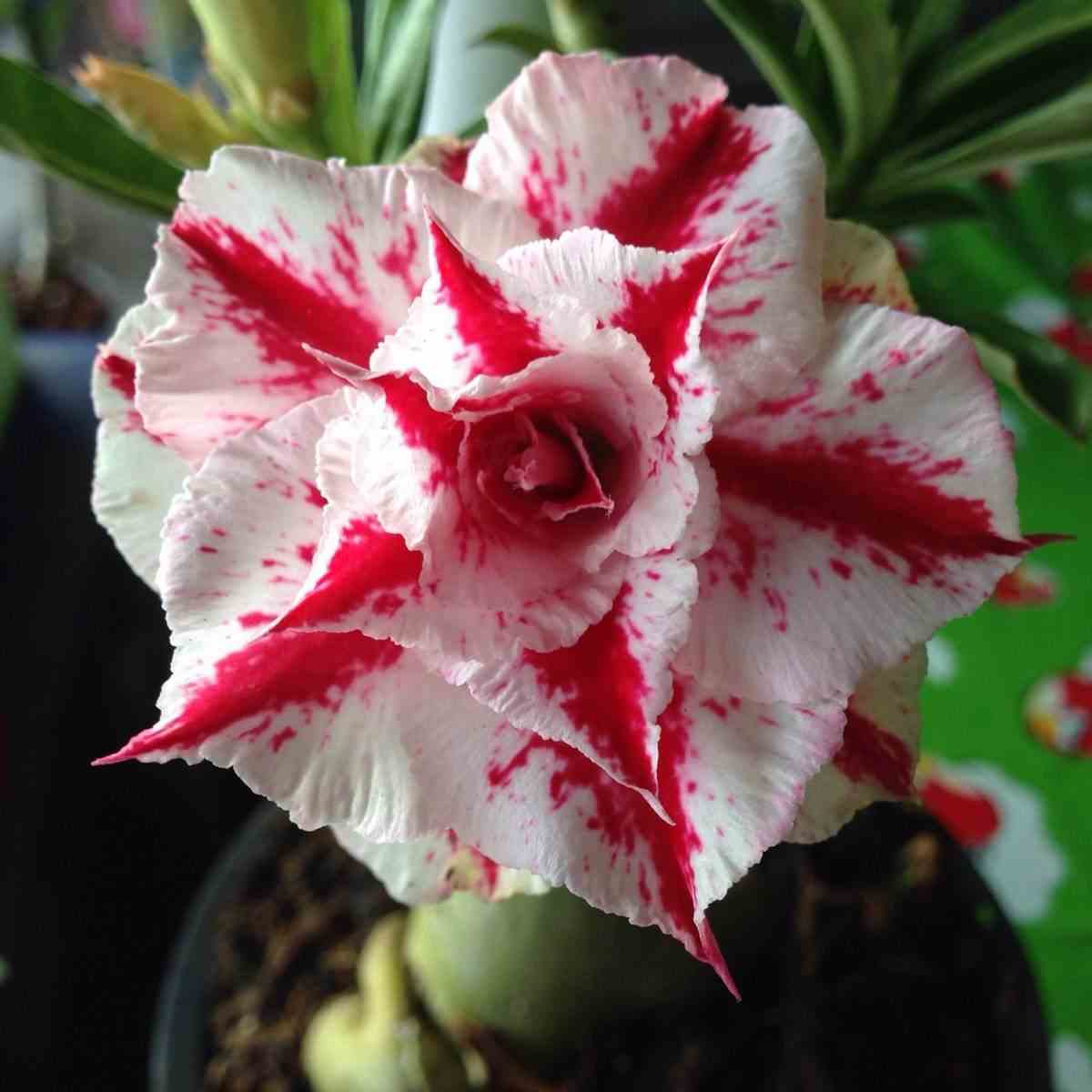 Adenium obesum cv.rung nirun blanc - taille caudex d'environ 300g 20/25cm