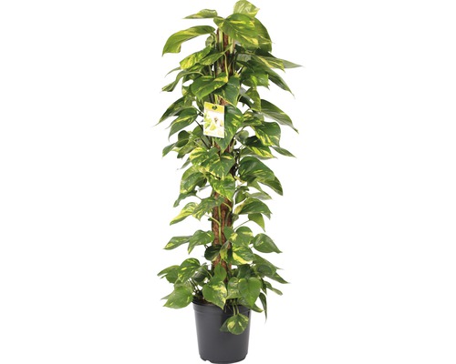 Gouden Pothos (Scindapsus aureum) FloraSelf, ca. 120 cm hoog, 24 cm diameter pot