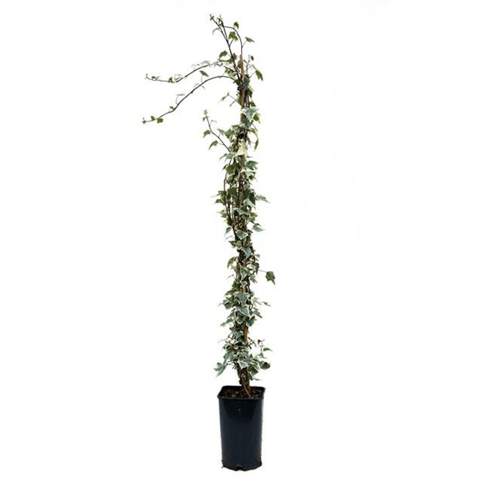 Lierre 'little diamond' - hedera helix 3l