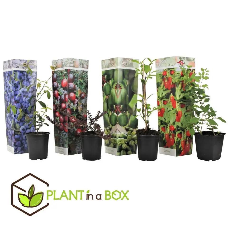 Fruitstruiken - Set van 4 - Actinidia, Vaccinium, Lycium - Hoogte 25-40cm - ⌀9cm